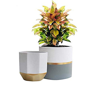 Plant Flower Pot